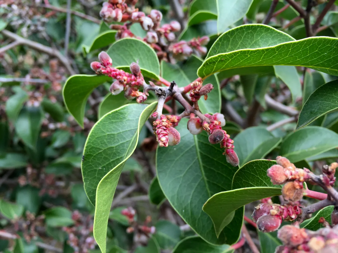 Santa Cruz Island Trip, Sugarbush (Rhus ovata)