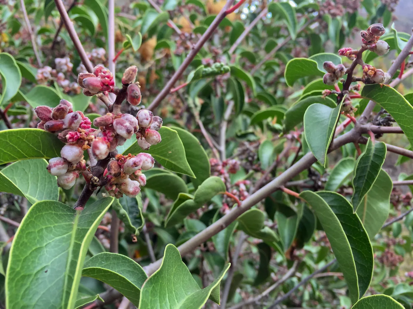 Santa Cruz Island Trip, Sugarbush (Rhus ovata)