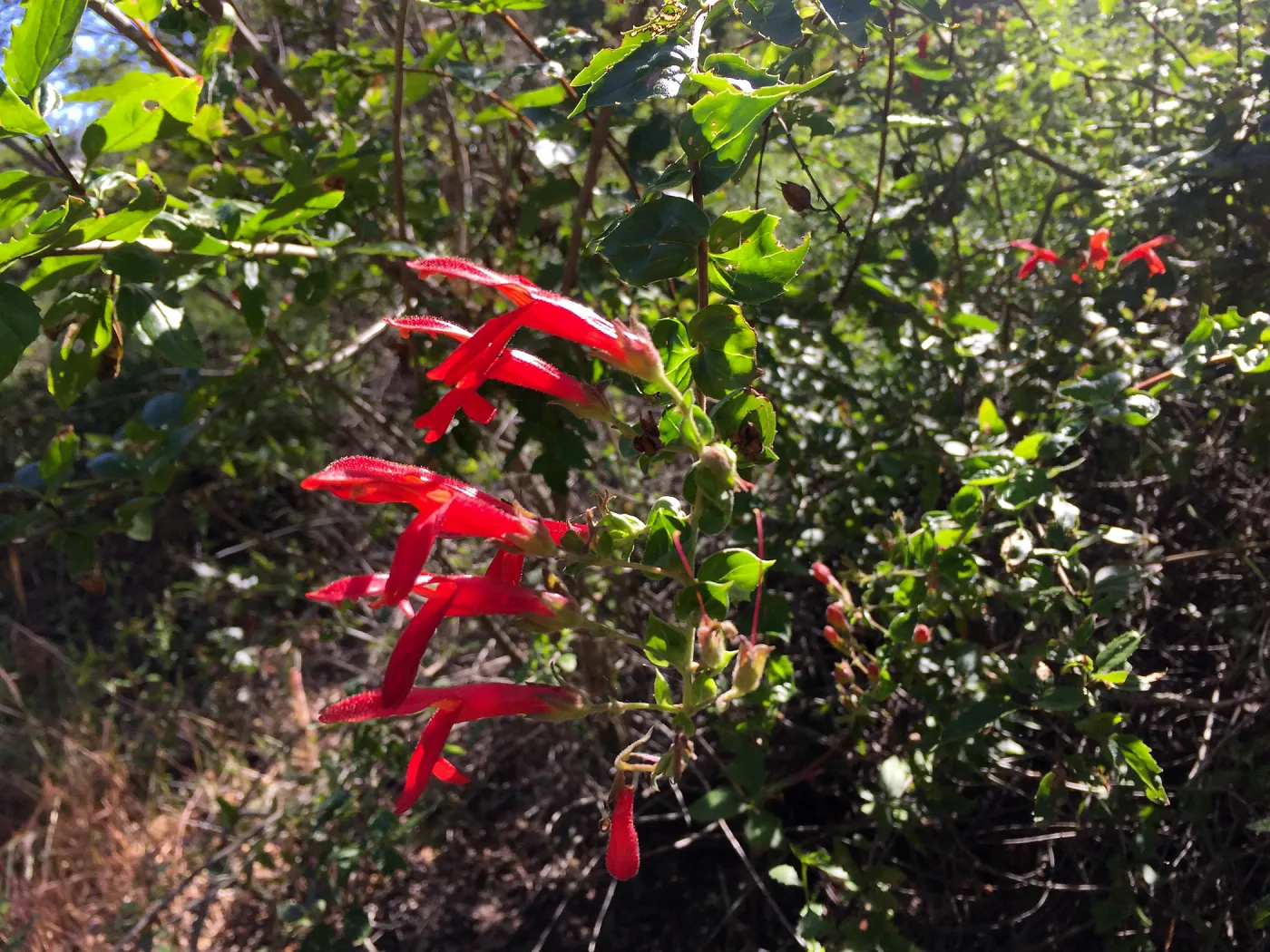 Santa Cruz Island Trip, Heart-leaved bush penstemon (Keckiella cordifolia)