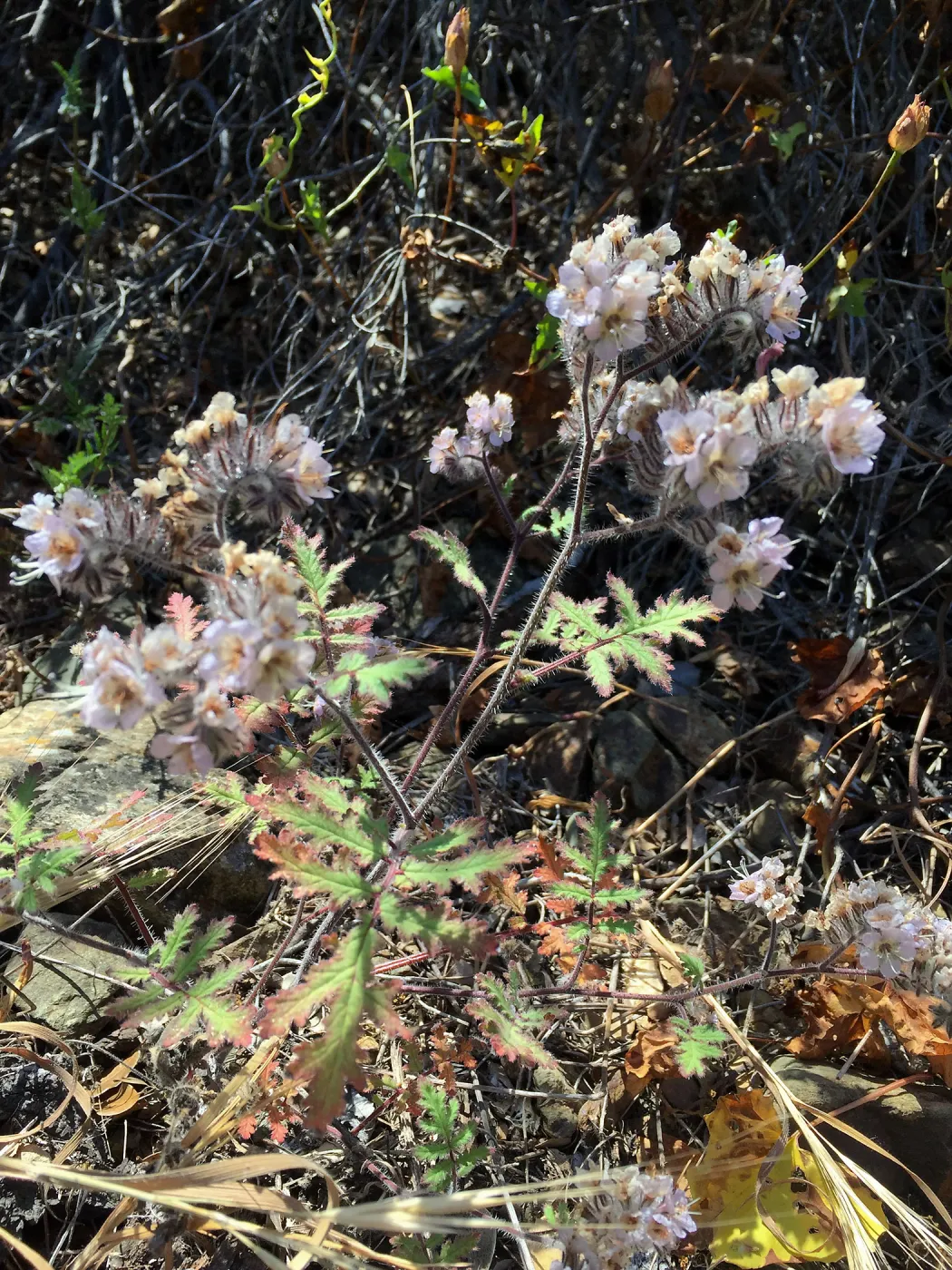 Santa Cruz Island Trip, Phacelia flowers