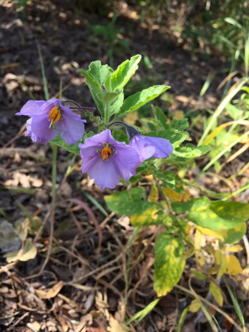 Santa Cruz Island Trip, Santa Cruz Island nightshade (Solanum clokeyi)