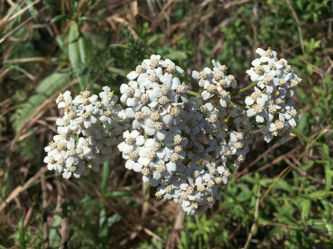 Santa Cruz Island Trip, Common yarrow (Achillea millefolium)