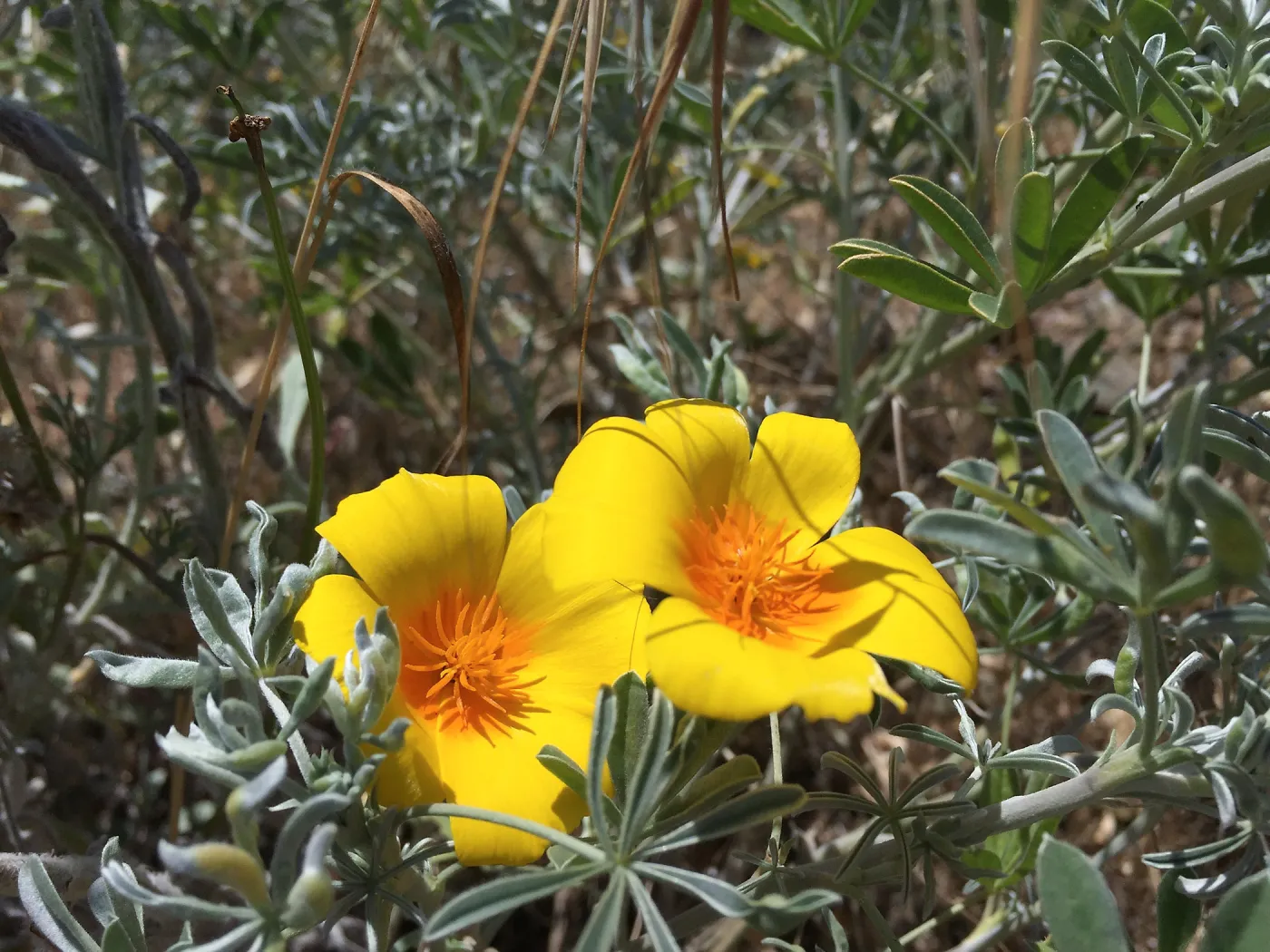 Santa Cruz Island Trip, Lupines and poppies