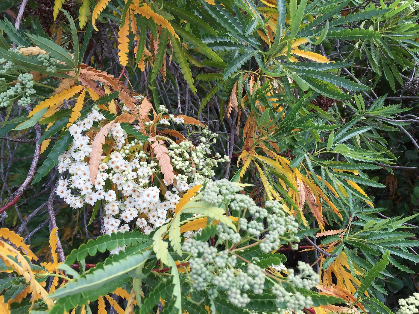 Santa Cruz Island Trip, Island ironwood (Lyonothamnus floribundus)