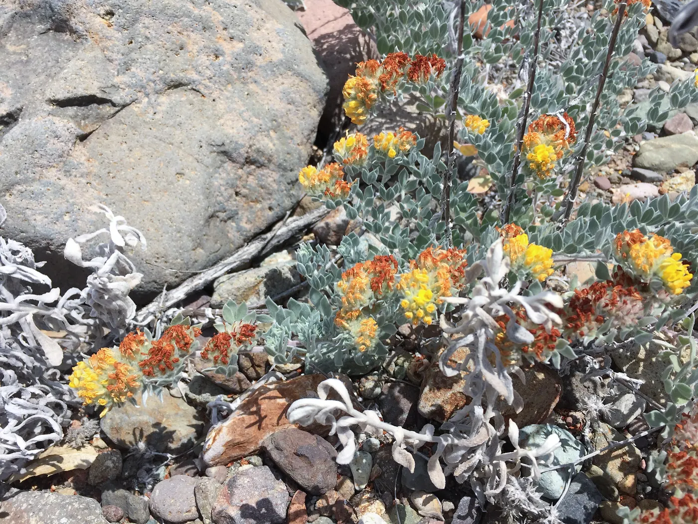 Santa Cruz Island Trip, Silver-leaved lotus (Acmispon argophyllus var niveus)