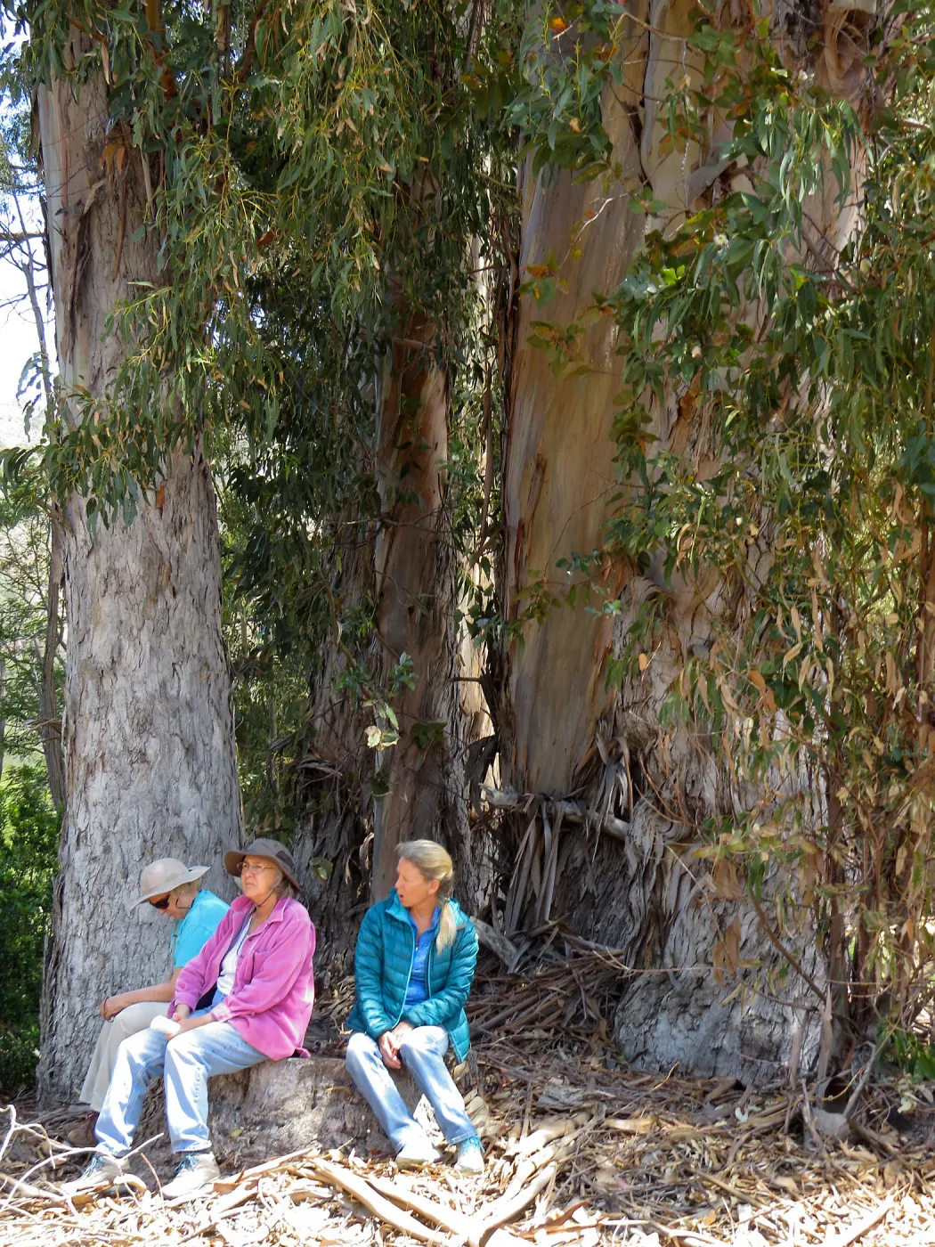 Santa Cruz Island Trip, Diane Galvan, Diane Fox, and Diana Blanchard sitting under eucalyptus tree