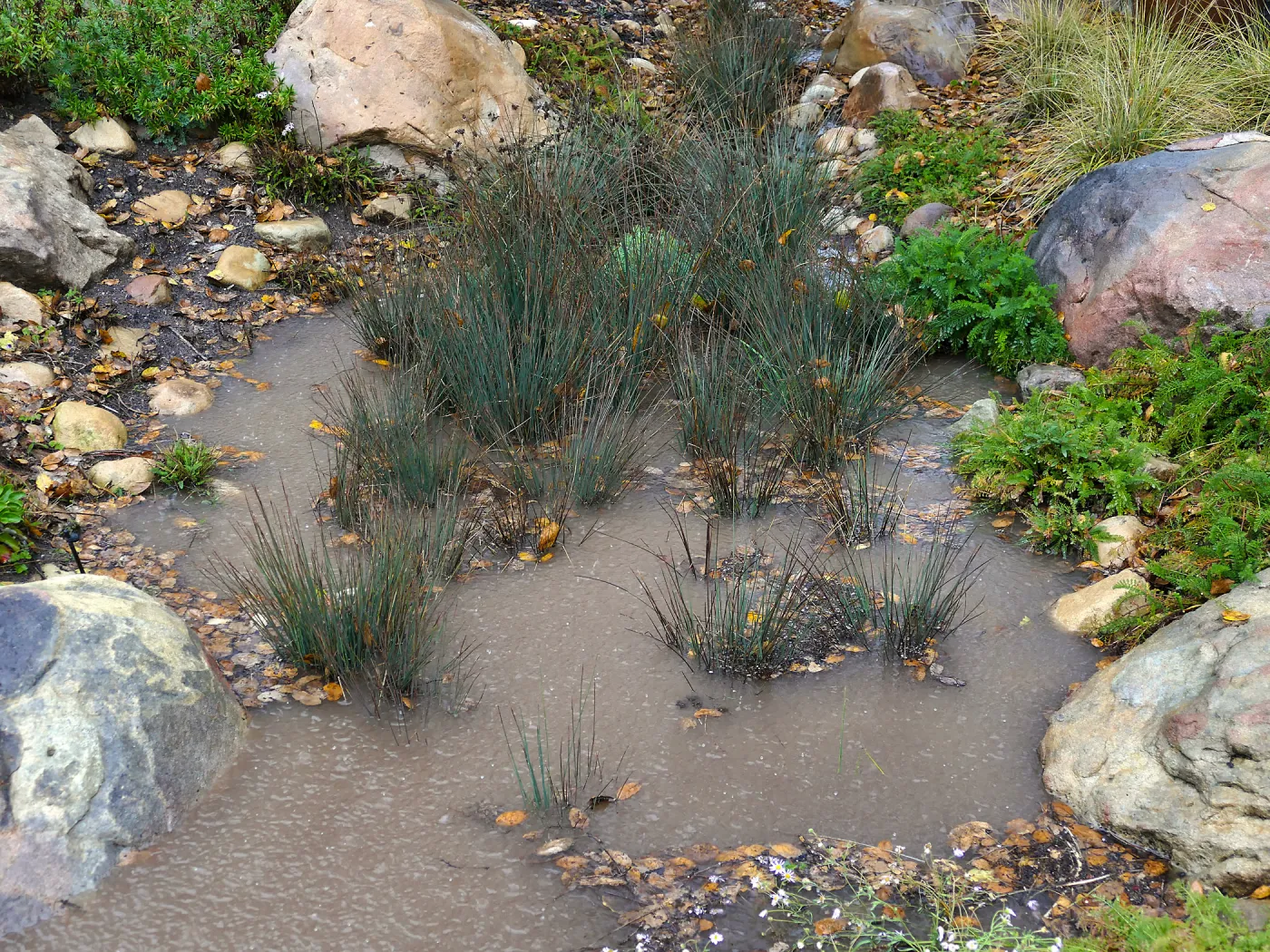 Water Wise Home Garden, California Grey Rush in vegetative swale during rainstorm