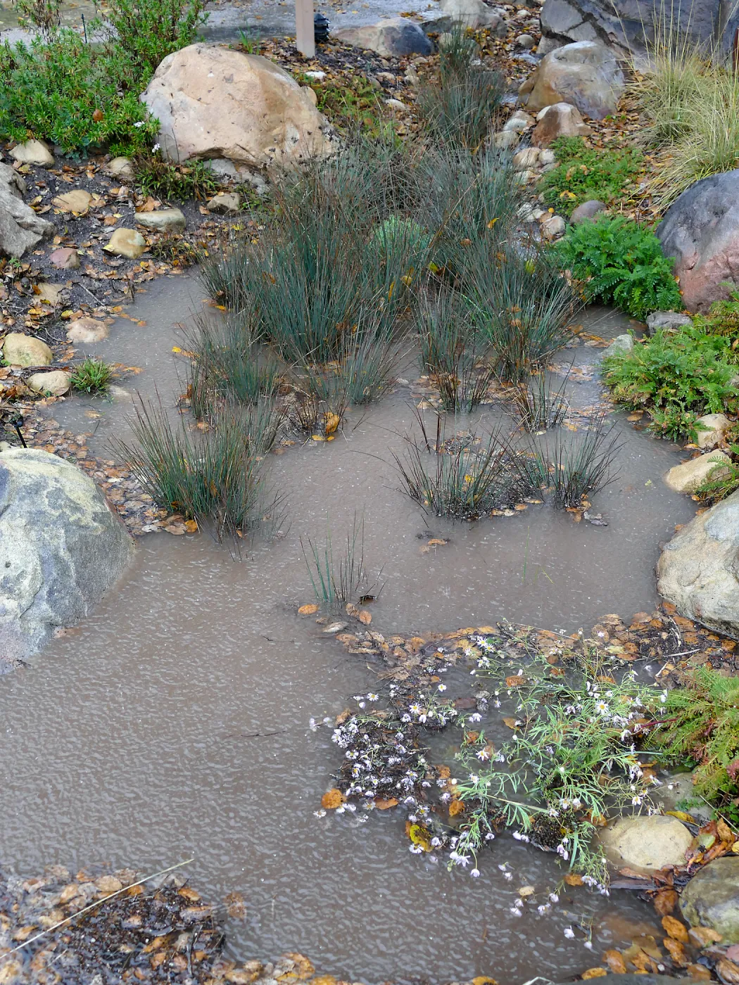 Water Wise Home Garden, California Grey Rush in vegetative swale during rainstorm