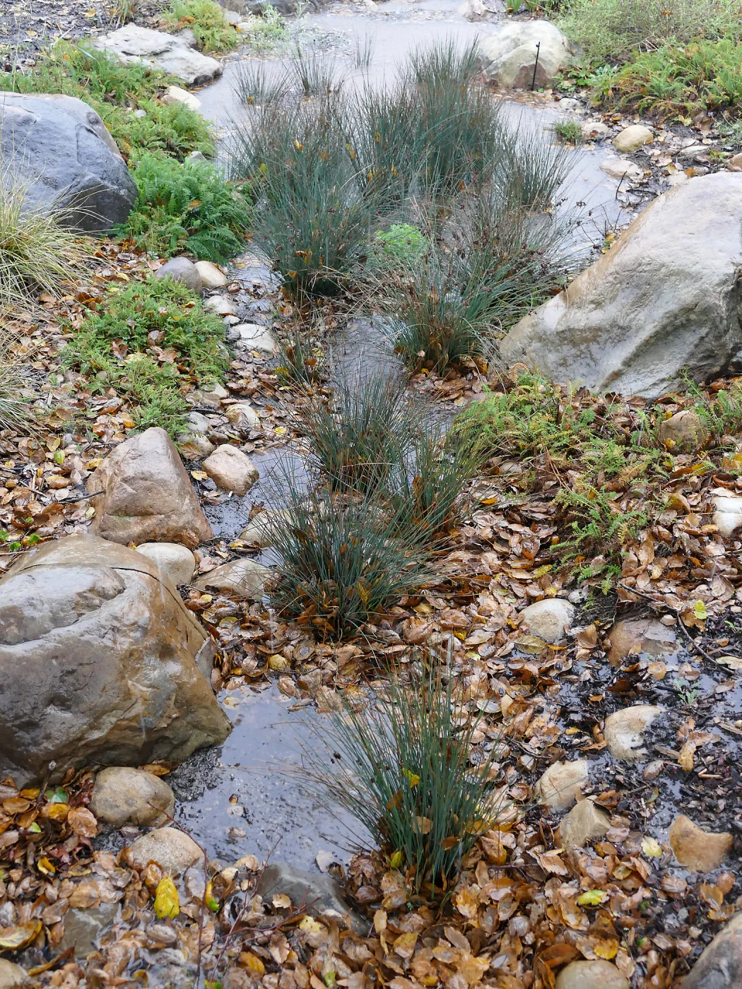 Water Wise Home Garden, California Grey Rush in vegetative swale during rainstorm