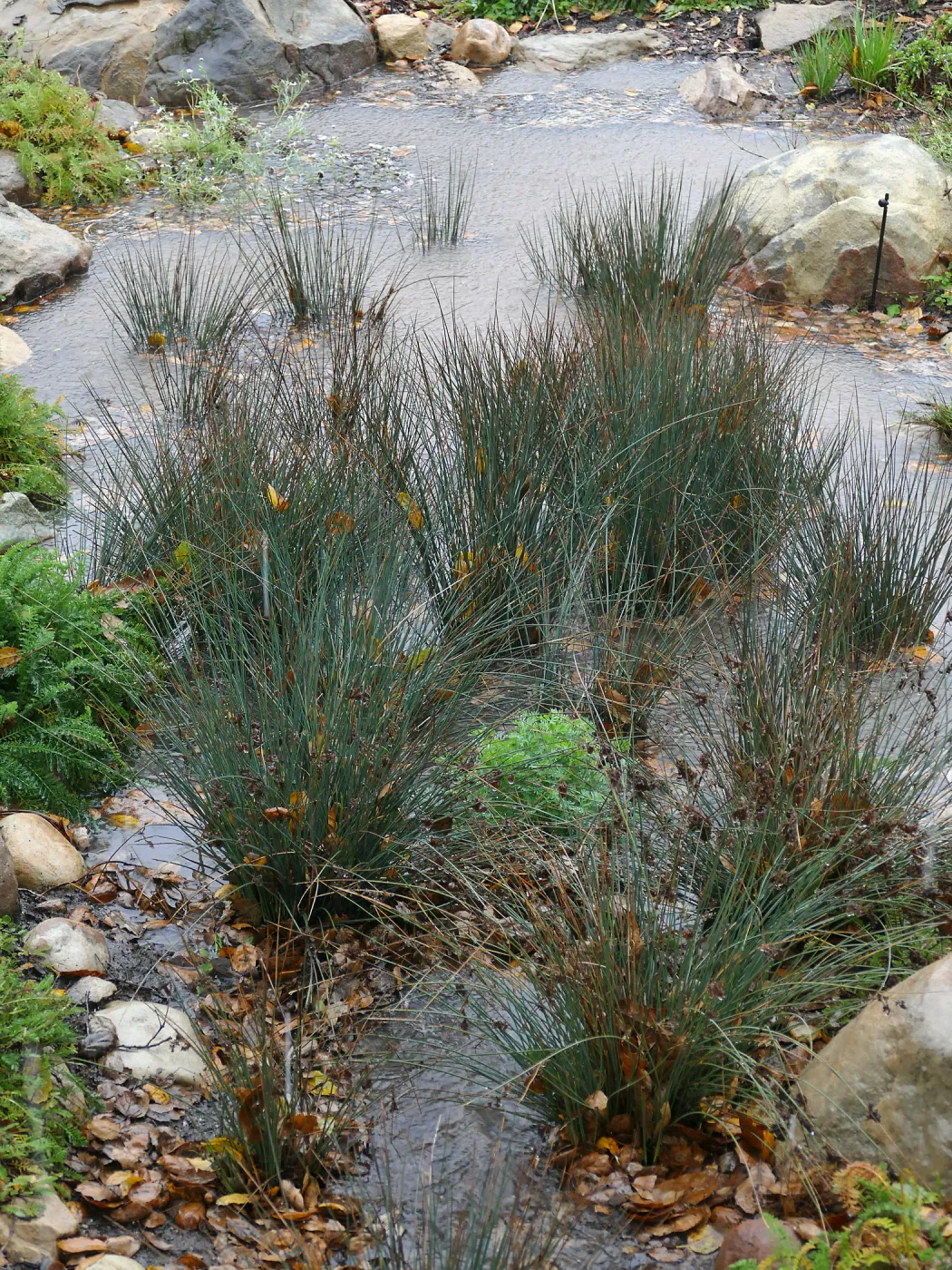 Water Wise Home Garden, California Grey Rush in vegetative swale during rainstorm