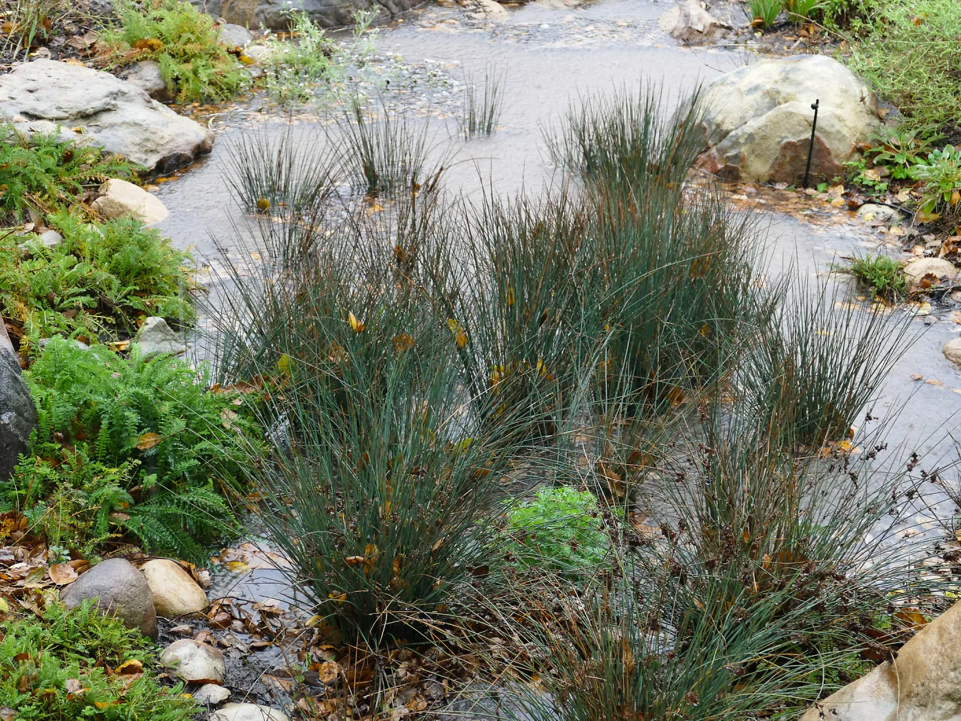 Water Wise Home Garden, California Grey Rush in vegetative swale during rainstorm