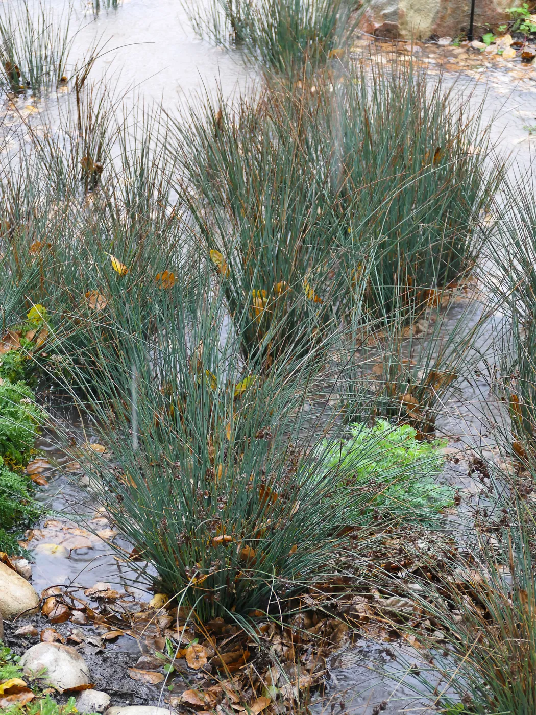 Water Wise Home Garden, California Grey Rush in vegetative swale during rainstorm