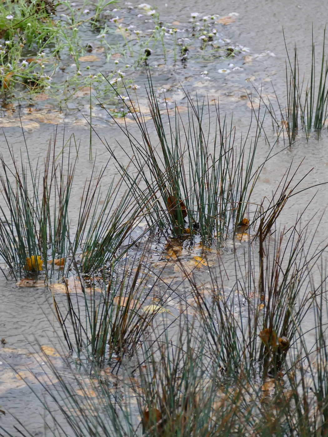 Water Wise Home Garden, California Grey Rush in vegetative swale during rainstorm