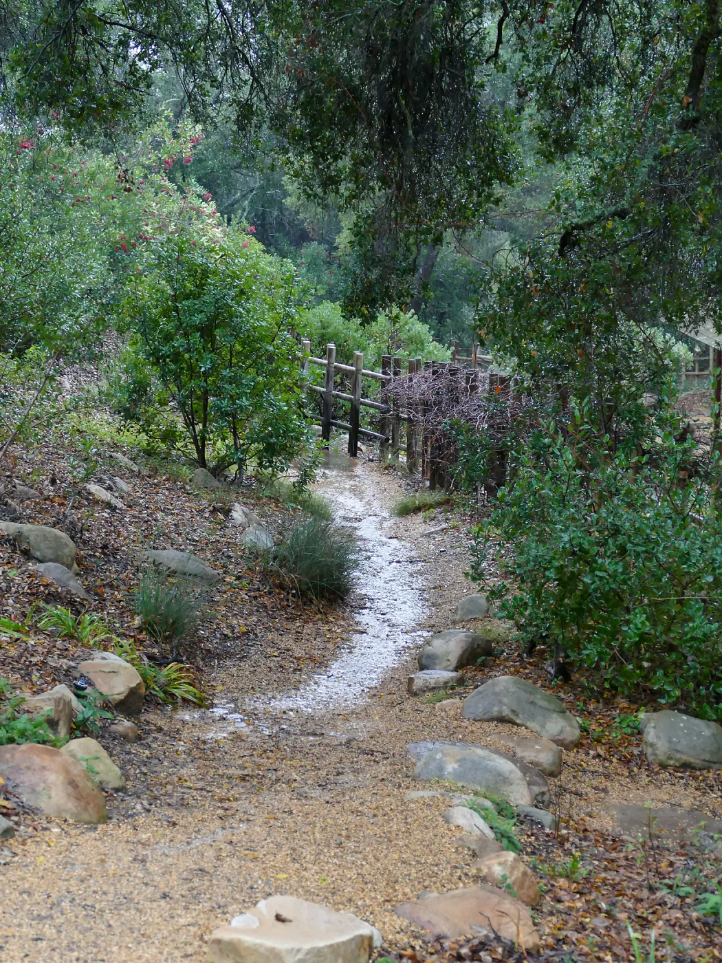 Stormwater on path near Teahouse
