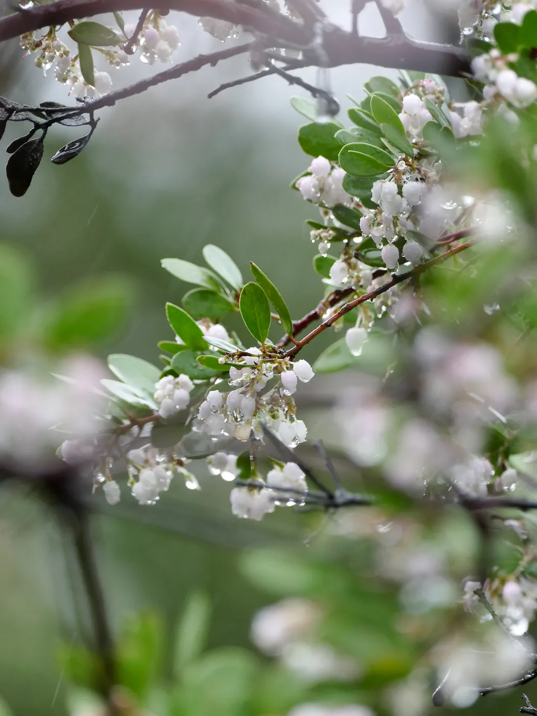 Raiche's Manzanita in rain