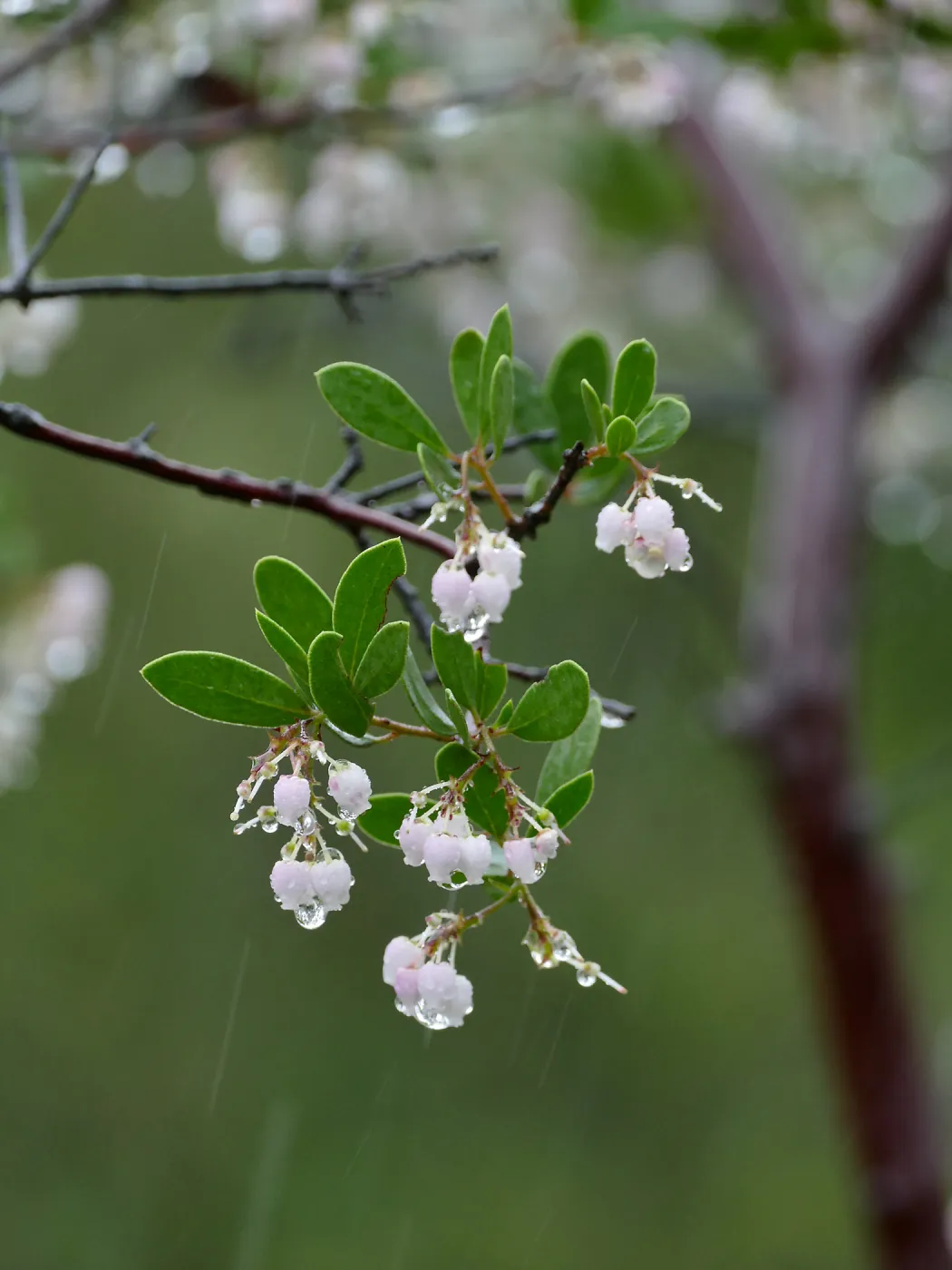 Raiche's Manzanita in rain