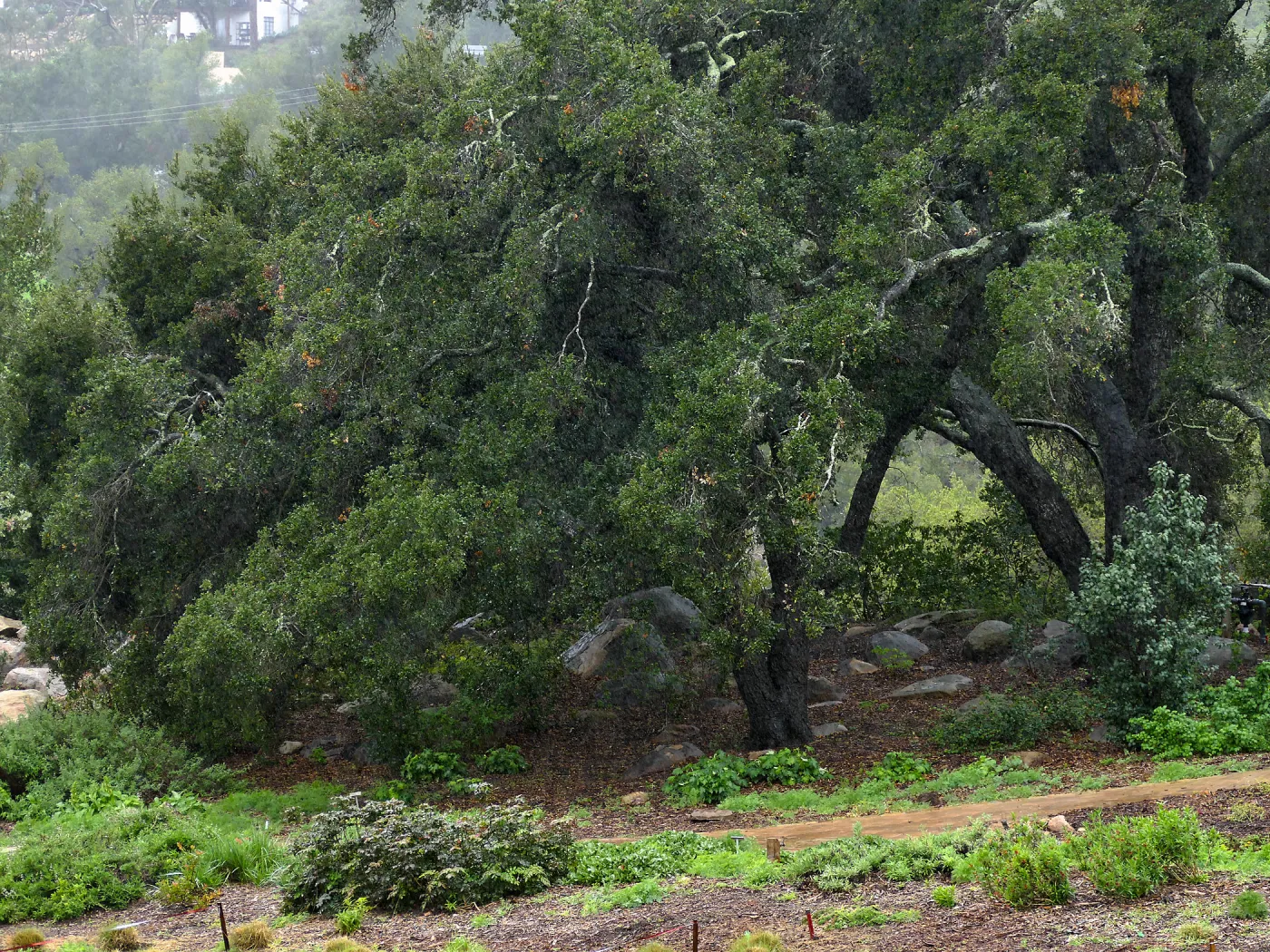 Meadow Oaks in rain (Coastal Live Oak)