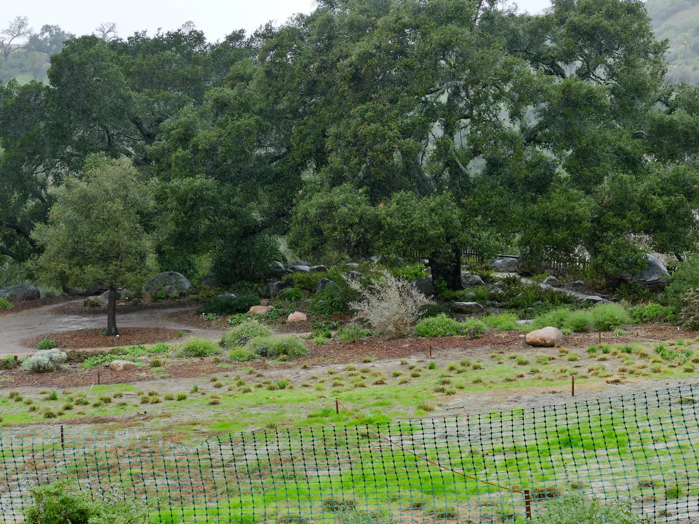 Meadow Oaks (Coastal Live Oak) in rain