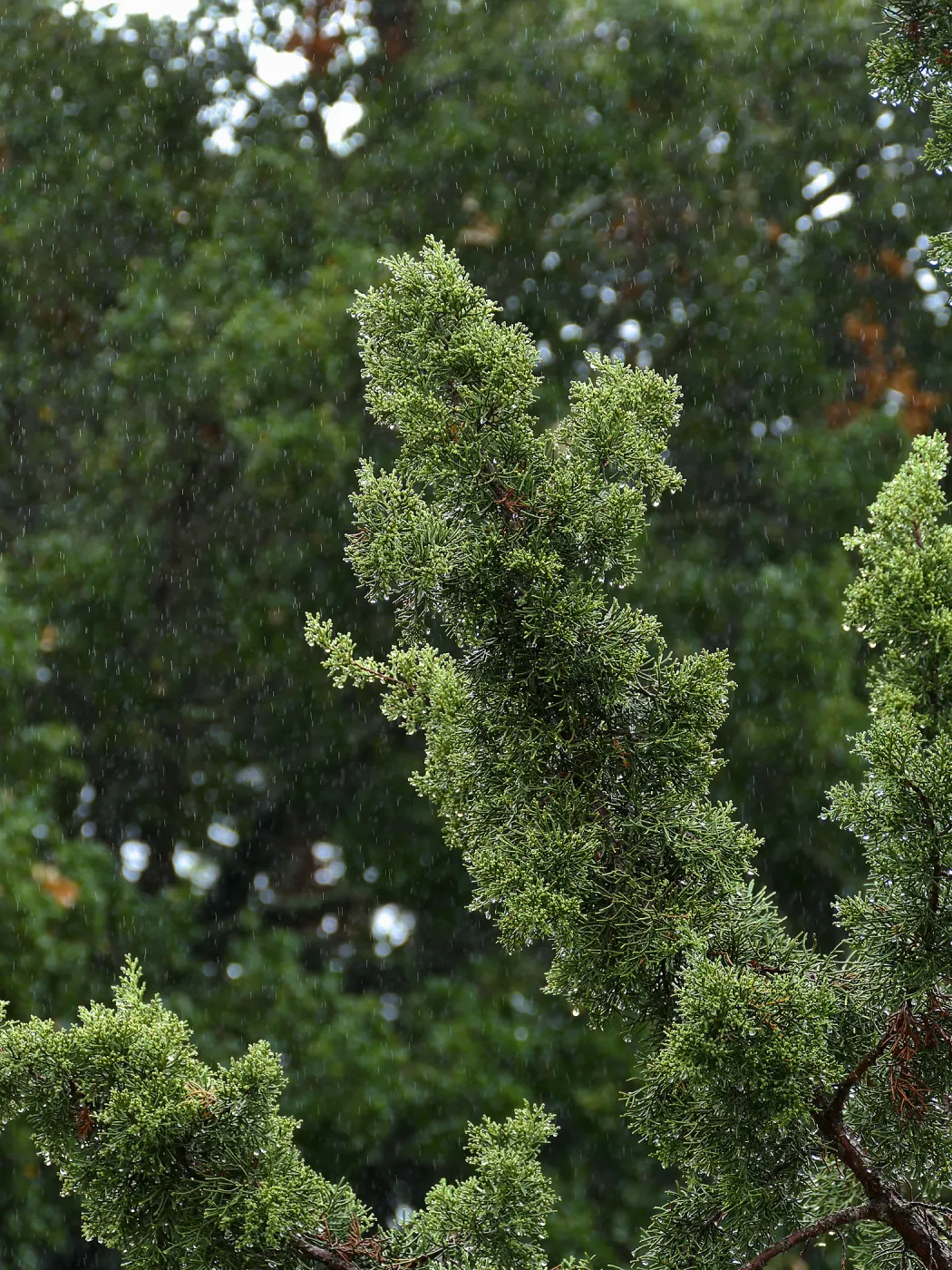 California Juniper in rain