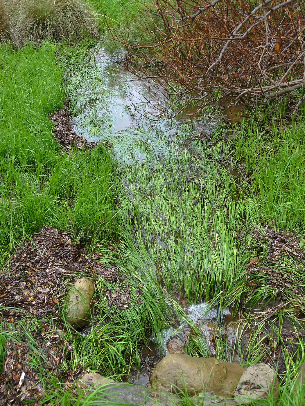 Woolly Sedge in Groundcover Section near entry kiosk