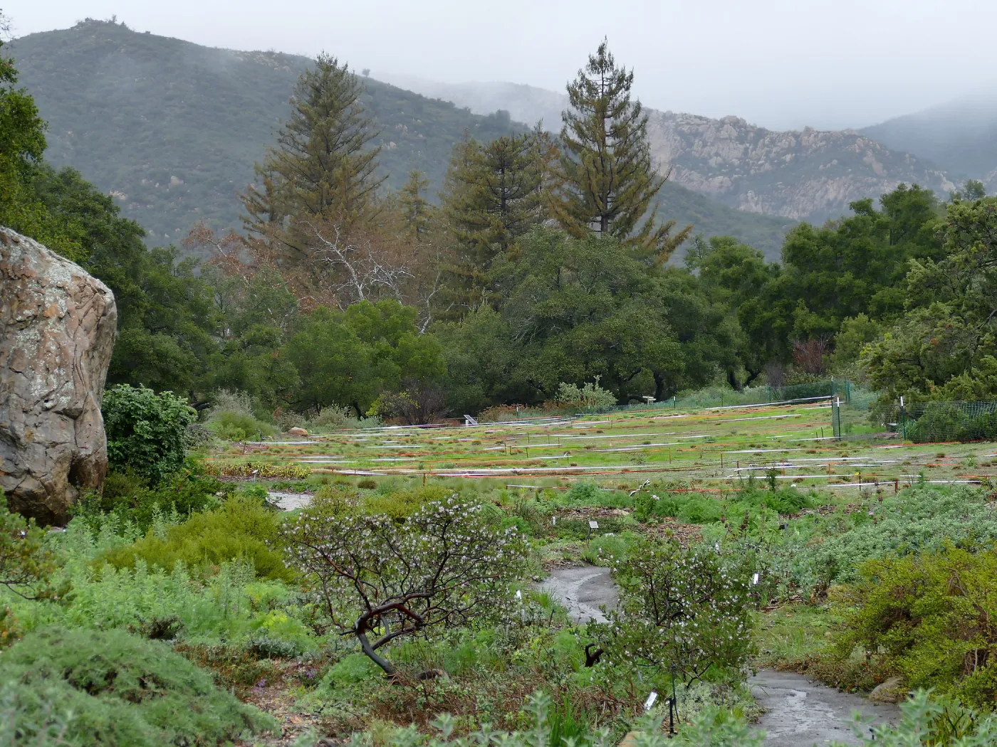 Meadow and Redwoods in rain