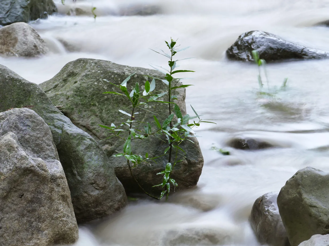 Mission Creek above Redwood Section