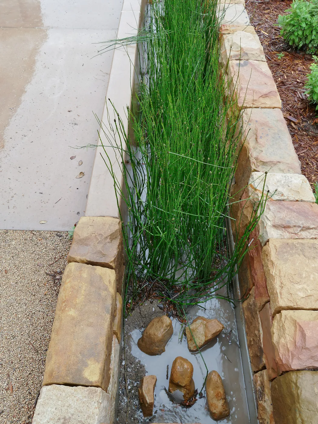 Bioswale at the Pritzlaff Conservation Center filtering runoff during a rainstorm