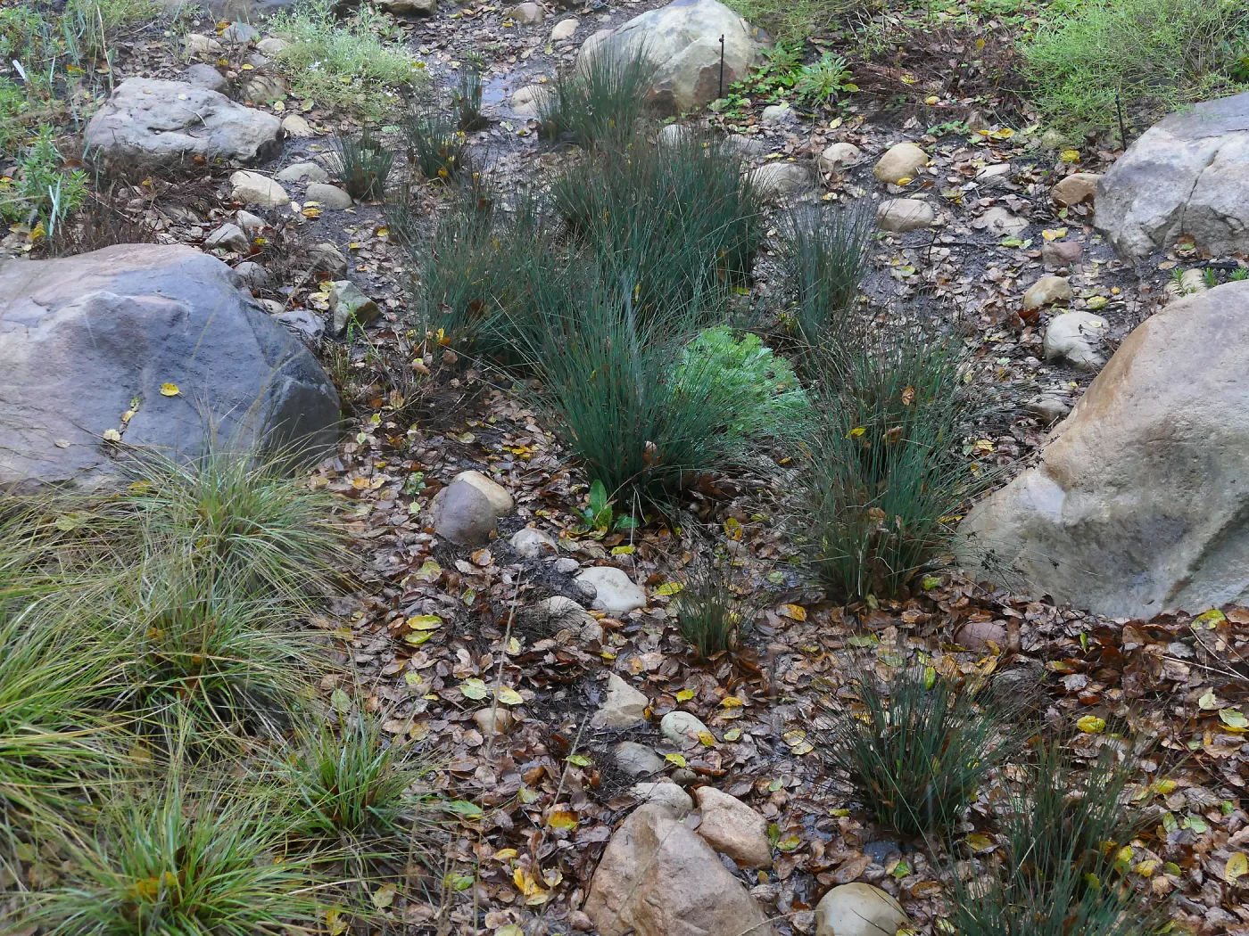 Water Wise Home Garden Vegetative Swale