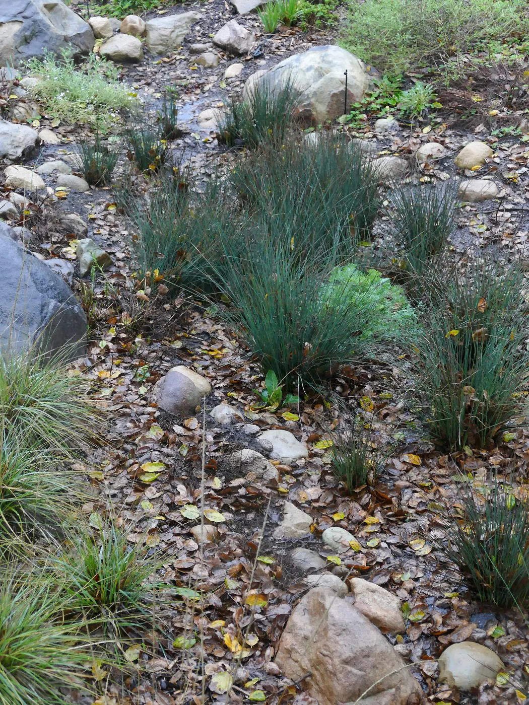 Water Wise Home Garden Vegetative Swale