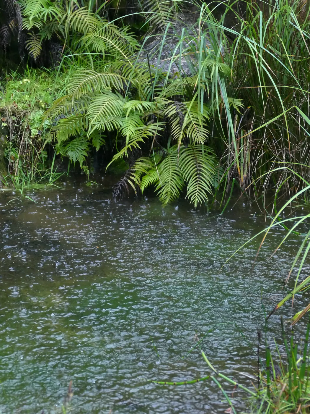 Discovery Garden Pond in rain