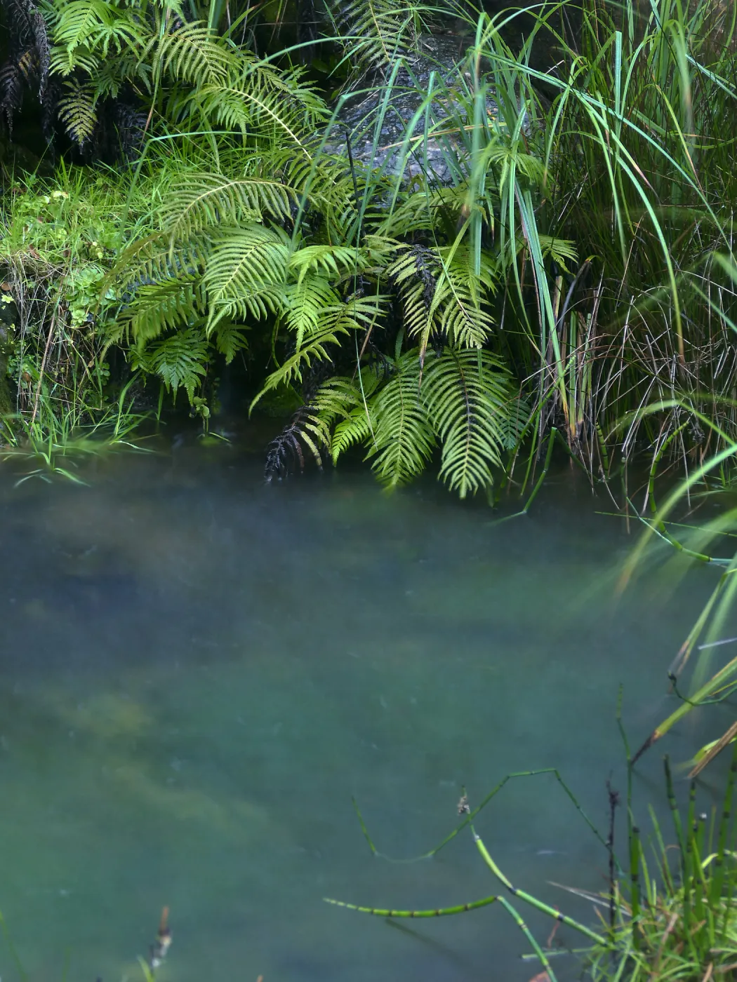 Discovery Garden Pond in rain