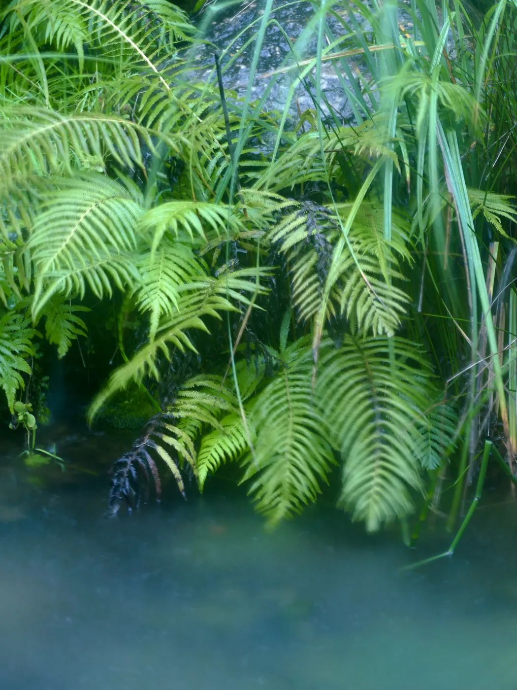 Discovery Garden Pond in rain