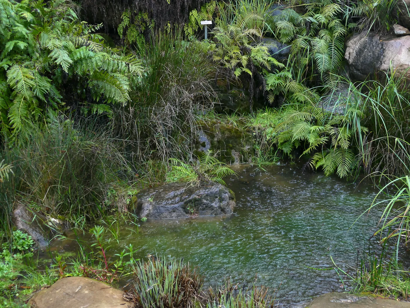 Discovery Garden Pond in rain