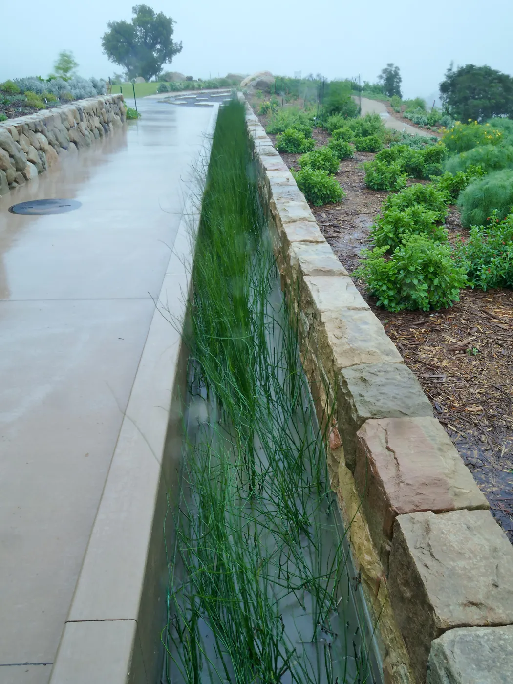 Bioswale at the Pritzlaff Conservation Center filtering runoff during a rainstorm