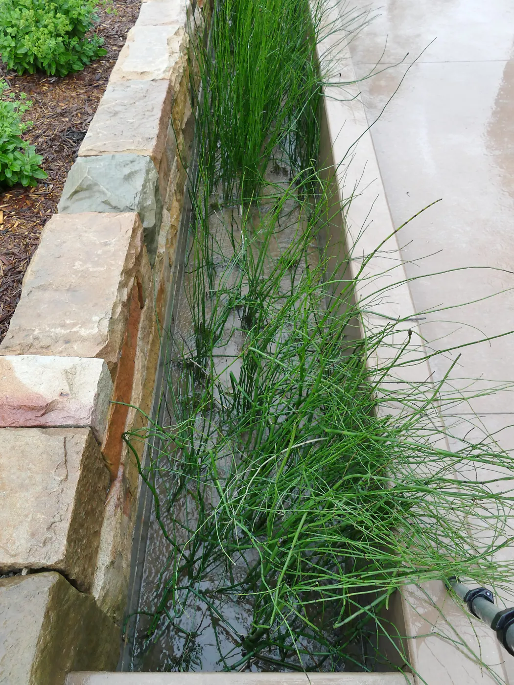 Bioswale at the Pritzlaff Conservation Center filtering runoff during a rainstorm