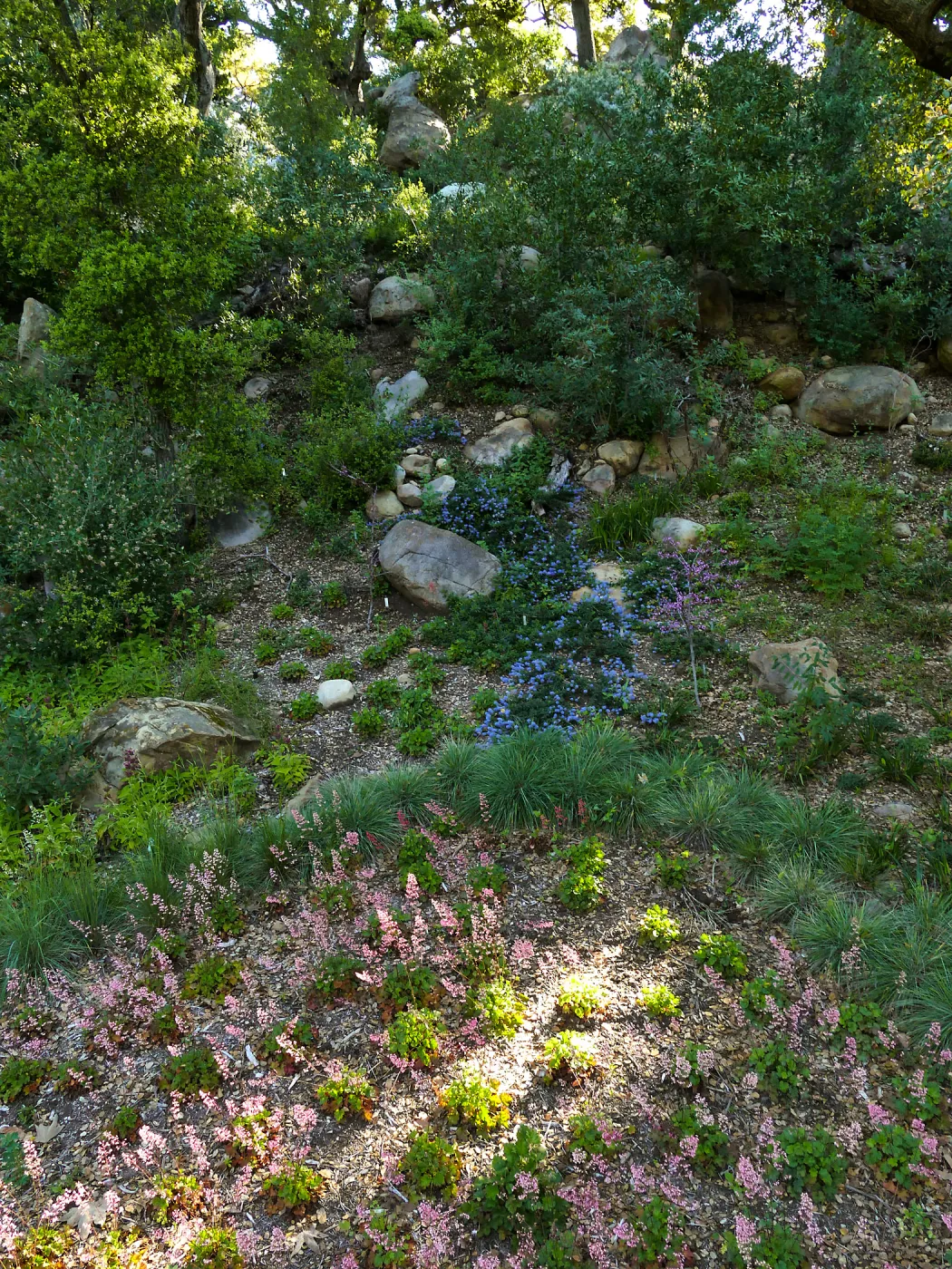 Ceanothus â€˜waterfall' in Wooded Dell