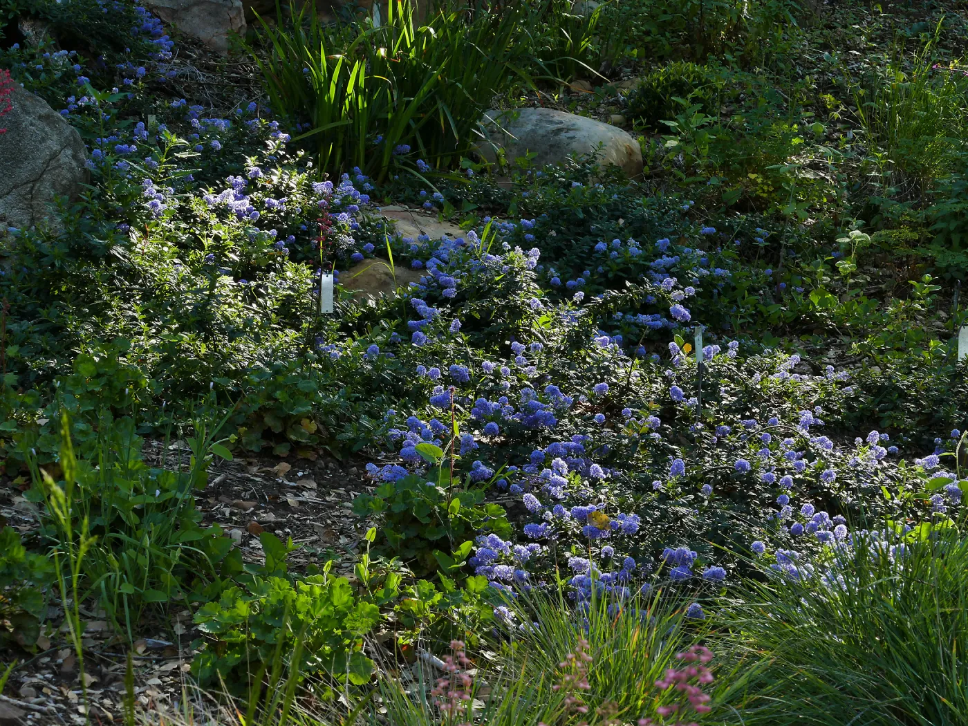 Ceanothus â€˜waterfall' in the Wooded Dell