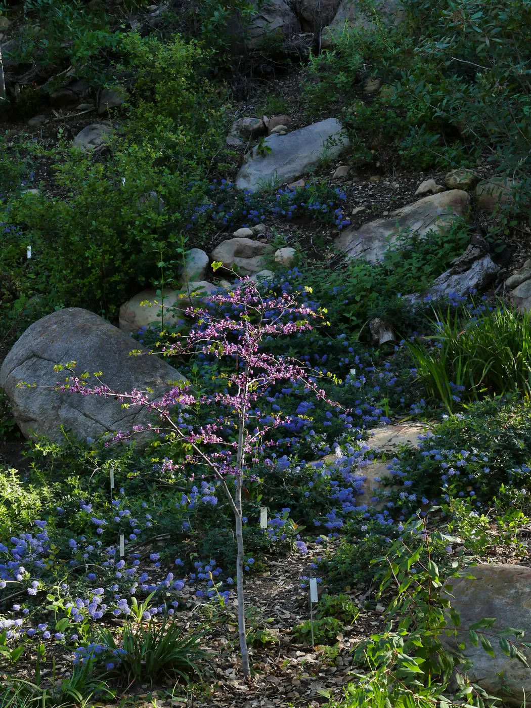 Ceanothus â€˜waterfall' in the Wooded Dell