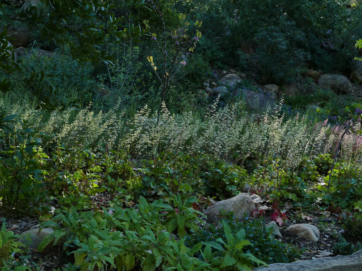 Heuchera in the Wooded Dell