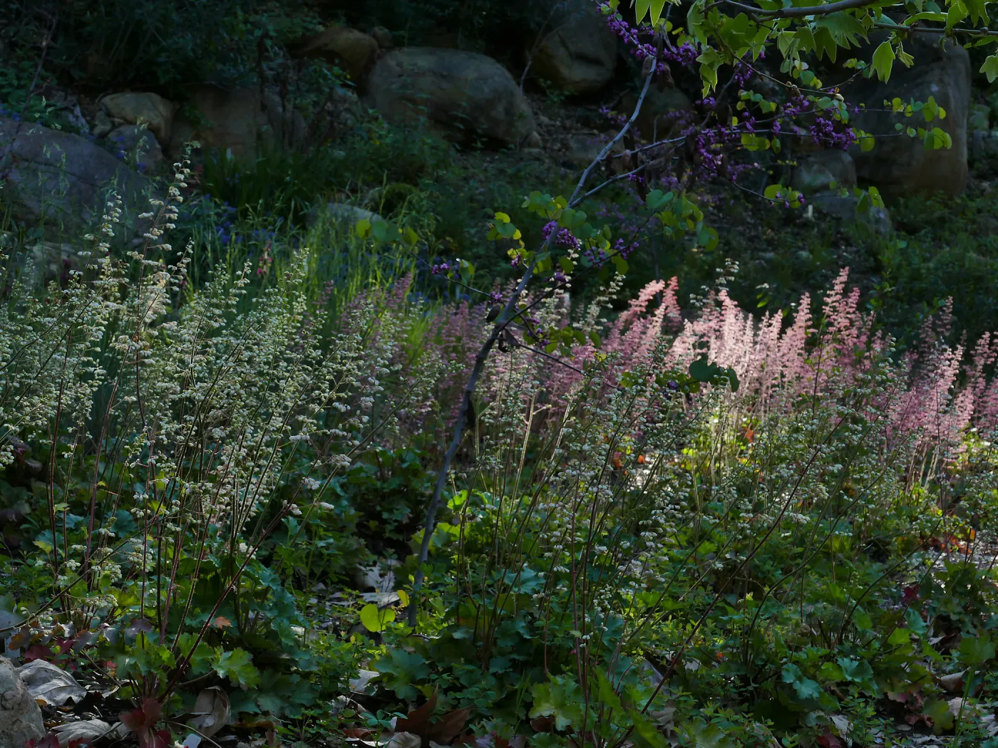 Heuchera in the Wooded Dell