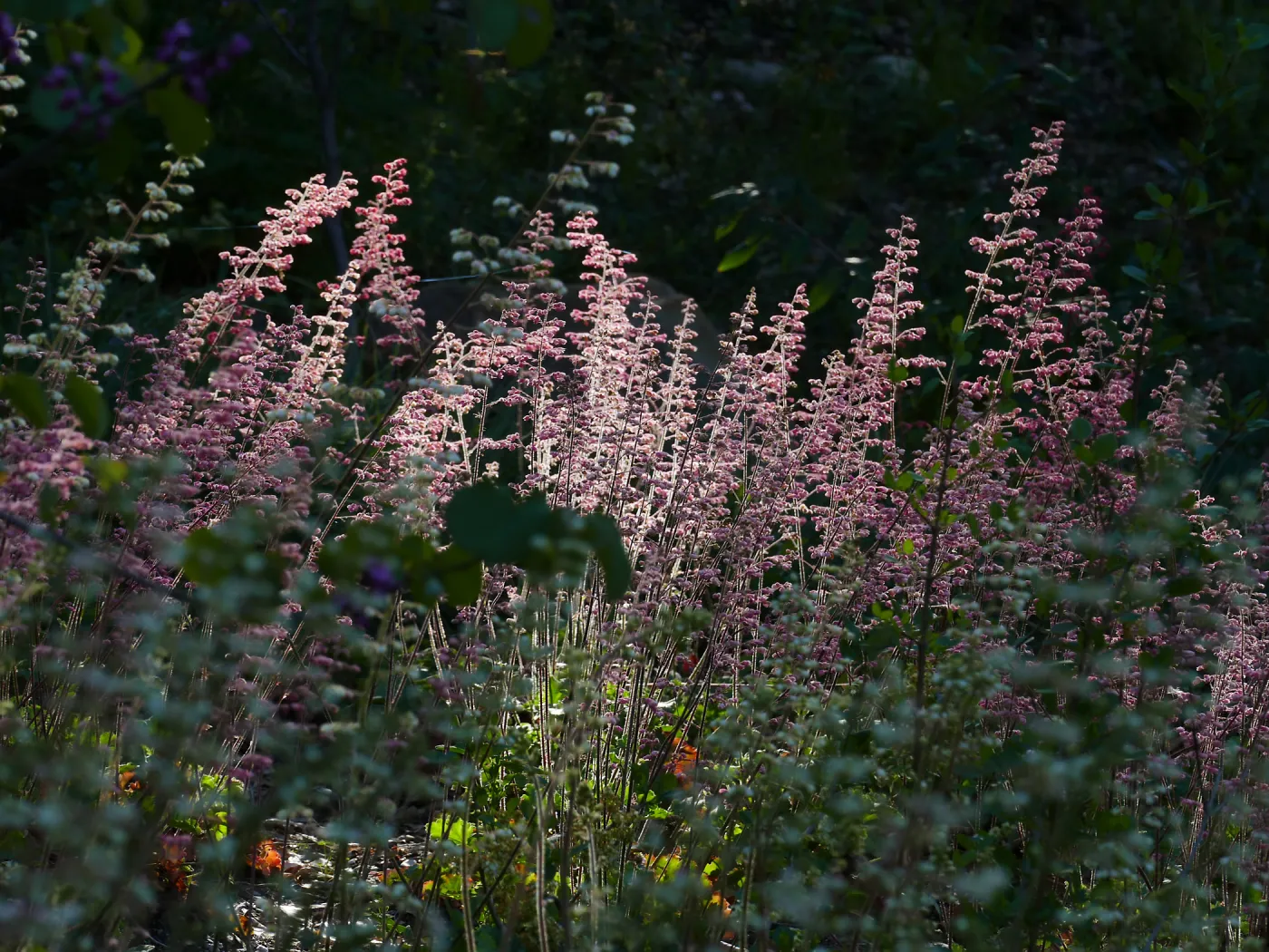 Heuchera in the Wooded Dell