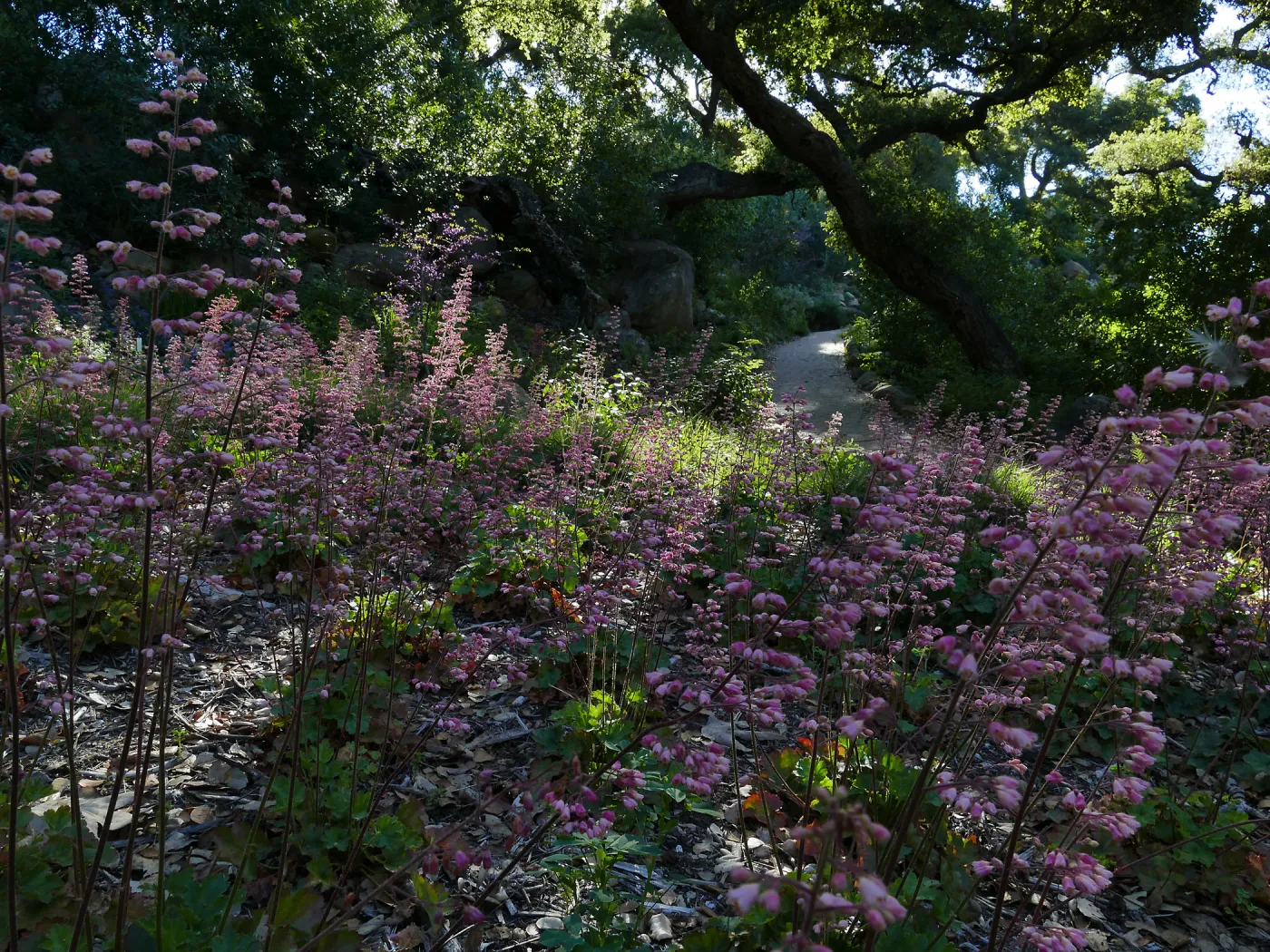 Heuchera in the Wooded Dell