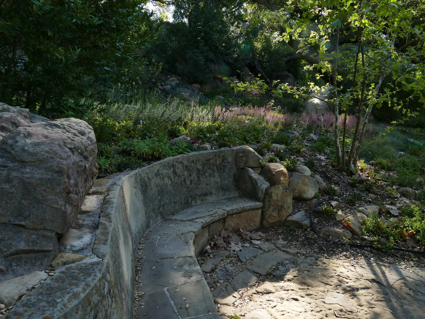 Campbell Bench and heuchera in the Wooded Dell