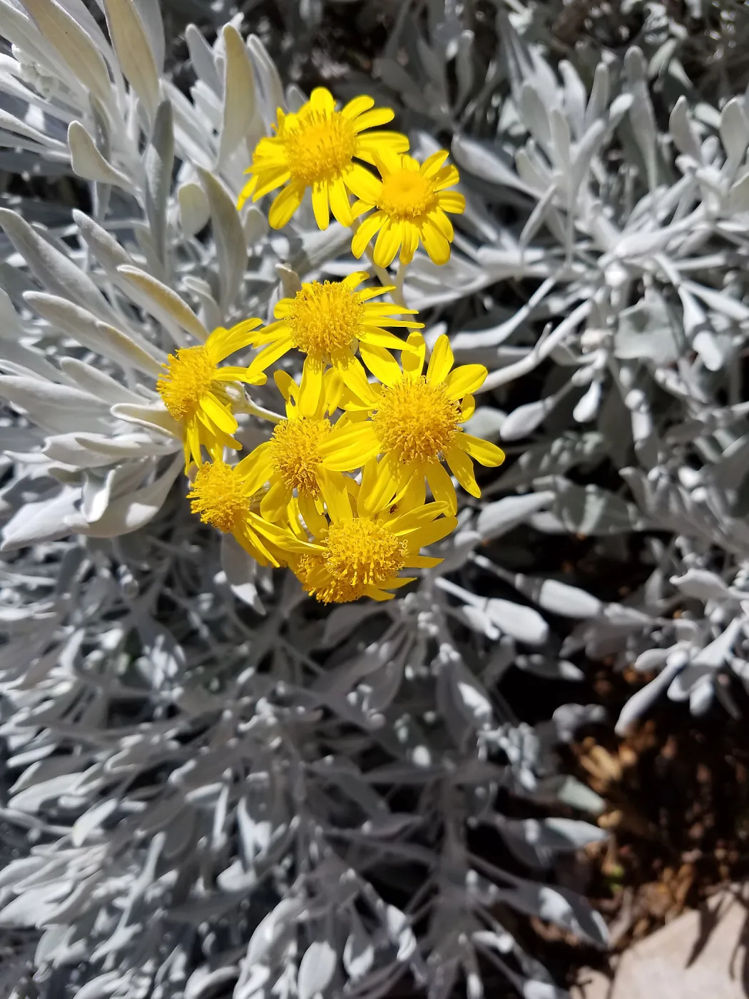 Silver and Gold - Guadeloupe Senecio