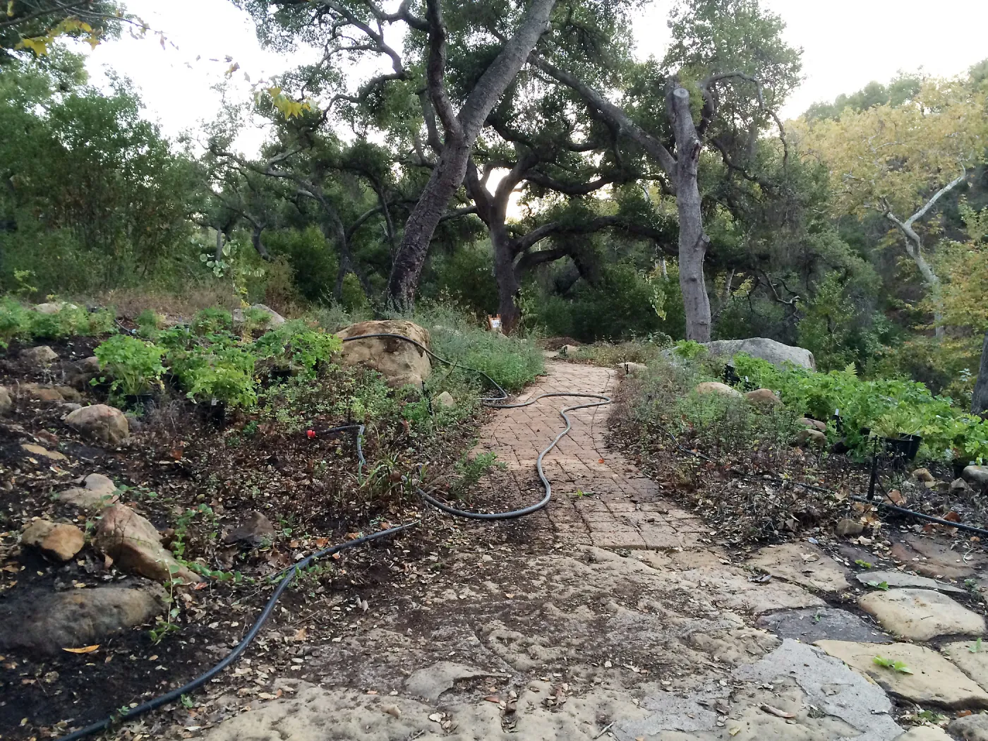 Installation of the Wooded Dell