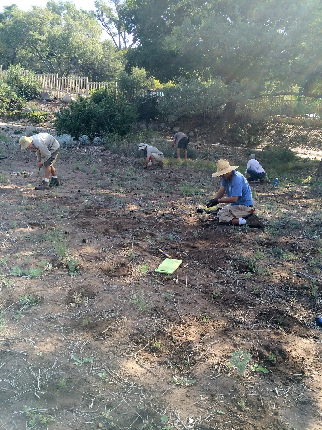 Crew planting Bouteloua plugs in Meadow