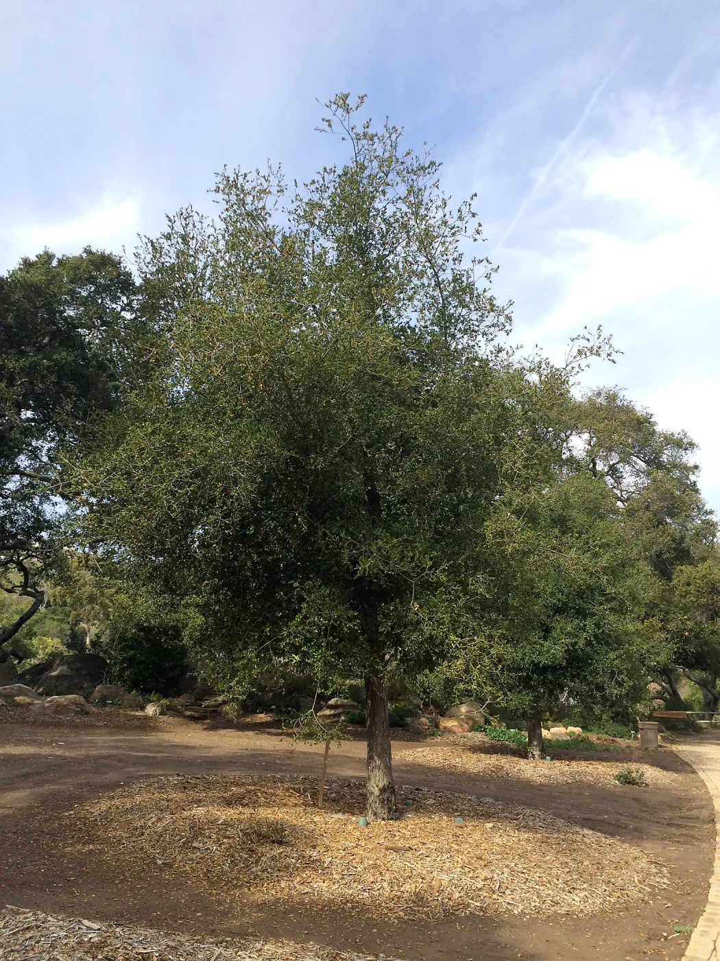 Transplanted Meadow Oaks (Coastal Live Oak)