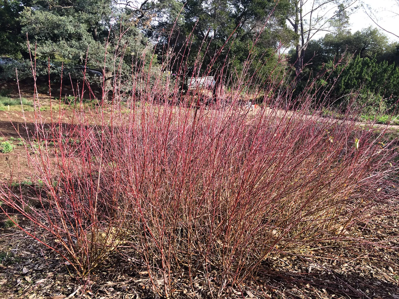 Cornus sericea in the Meadow border