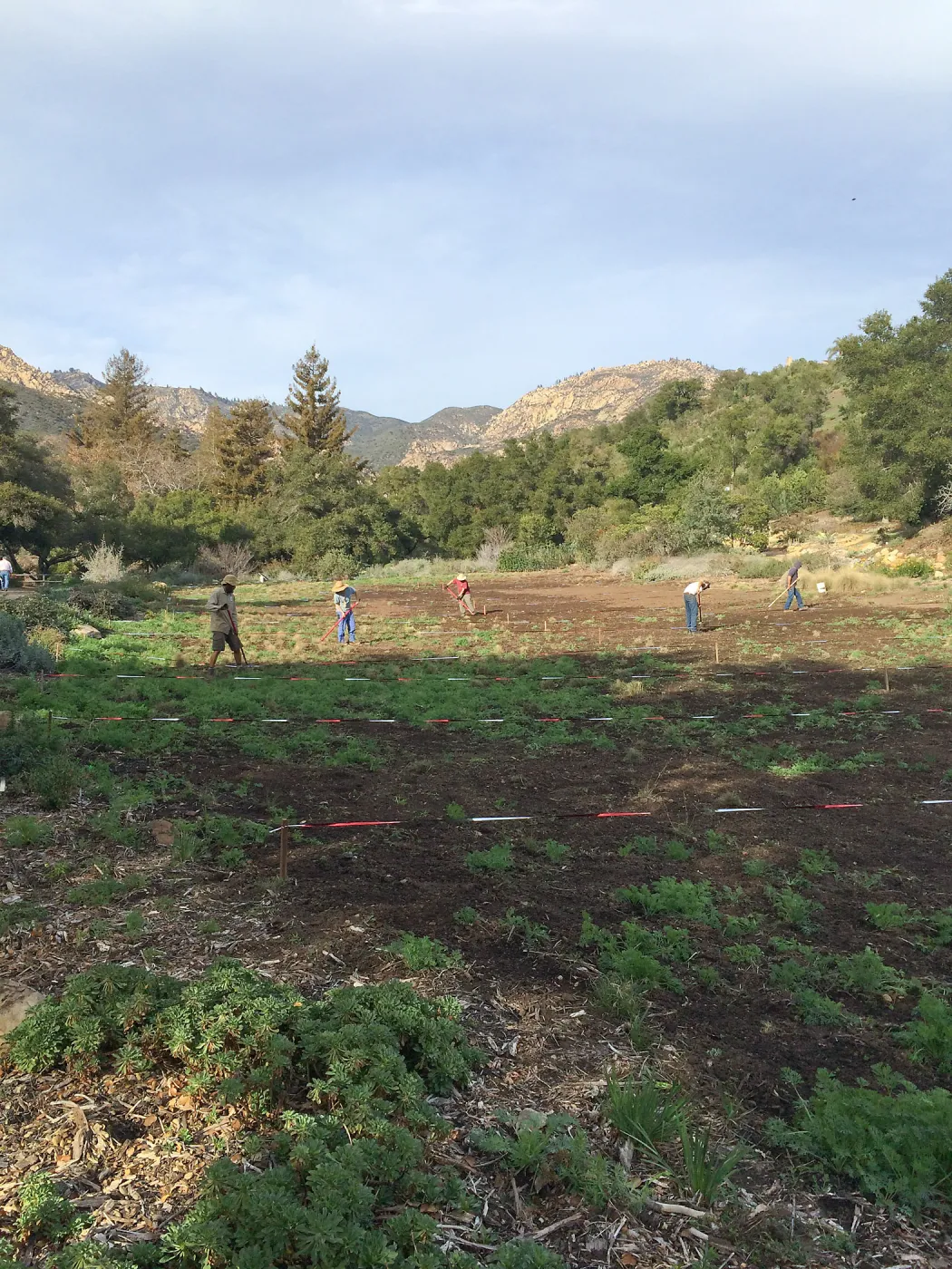 Crew weeding the Meadow prior to seeding