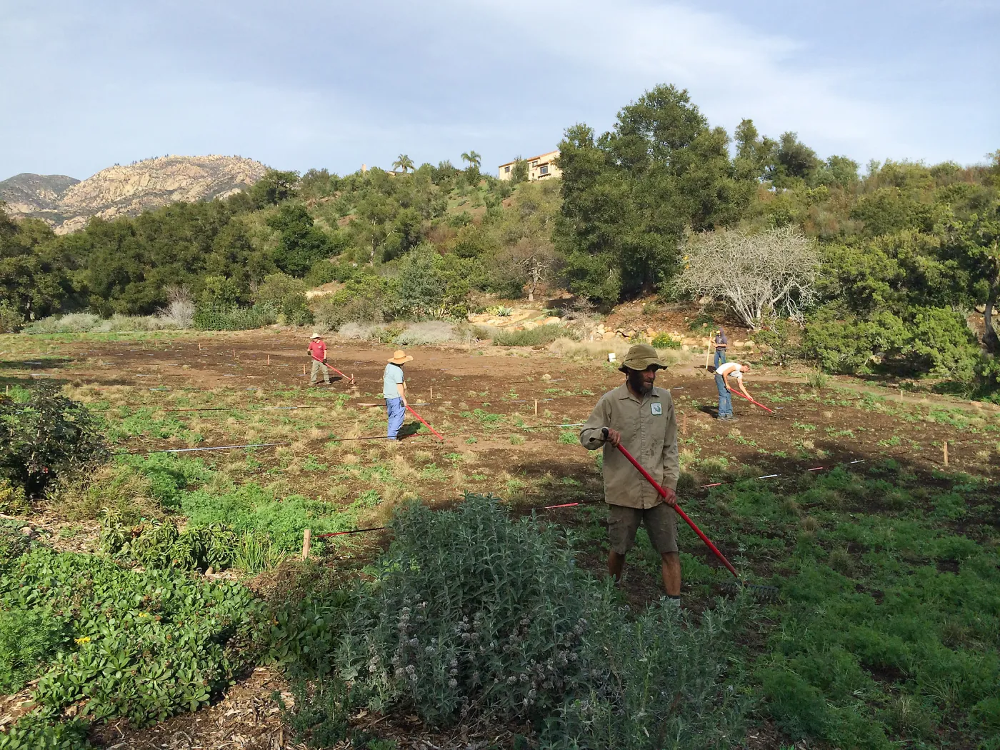 Crew weeding the Meadow prior to seeding